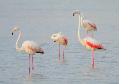 Greater Flamingo