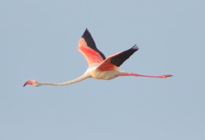 Greater Flamingo 