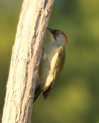 Iberian Green Woodpecker 