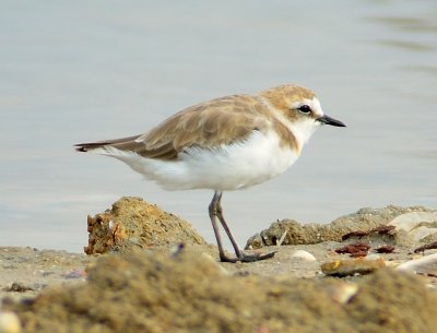 Kentish Plover