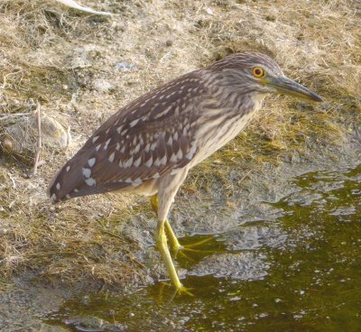 Night Heron