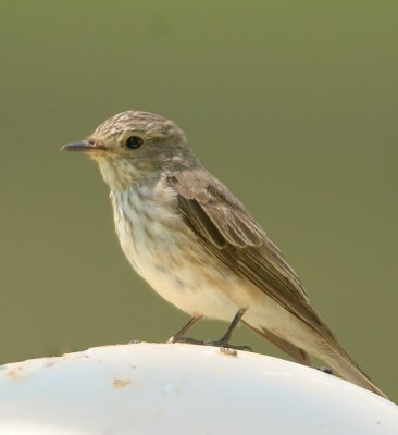 Spotted Flycatcher 