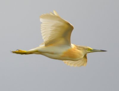 Squacco Heron 