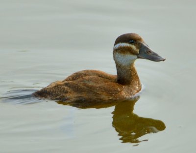 White-headed Duck 