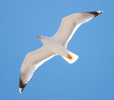 Yellow-legged Gull 