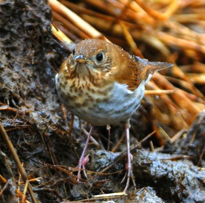 Veery 