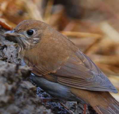 Veery 