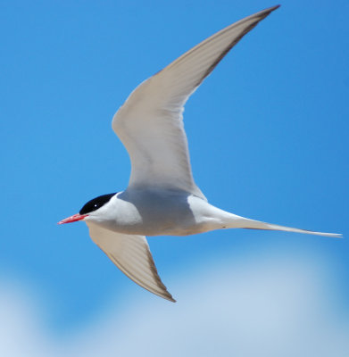 Arctic Tern