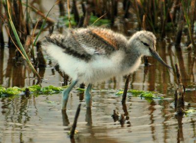 Avocet (juvenile)