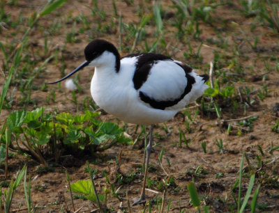 Avocet 