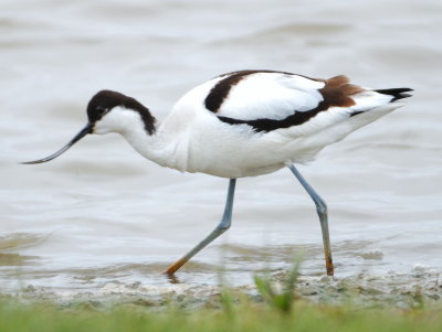 Avocet 