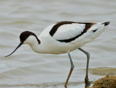 Avocet 