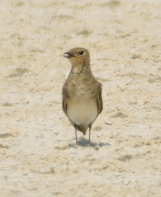 Collared Pratincole (juvenile)