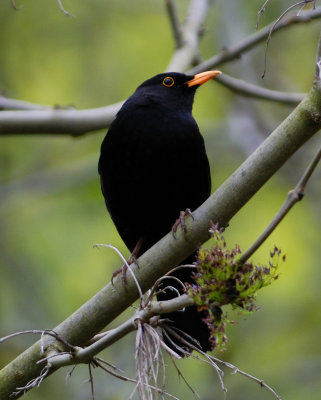 Blackbird 
