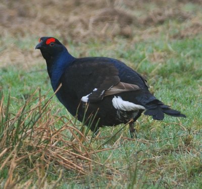 Black Grouse 