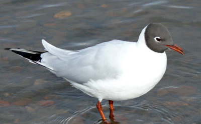 BLACK-HEADED GULL