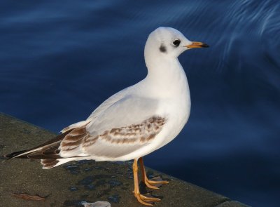 Black-headed Gull