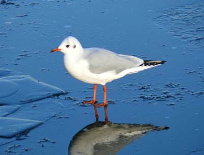 Black-headed Gull 