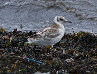 BLACK-HEADED GULL-(juv)