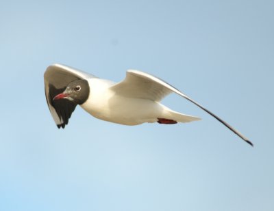 BLACK-HEADED GULL