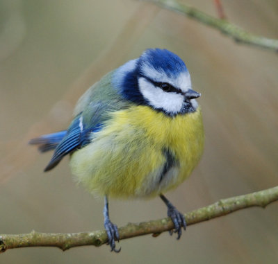 Blue Tit 