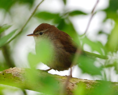 Cetti's Warbler 