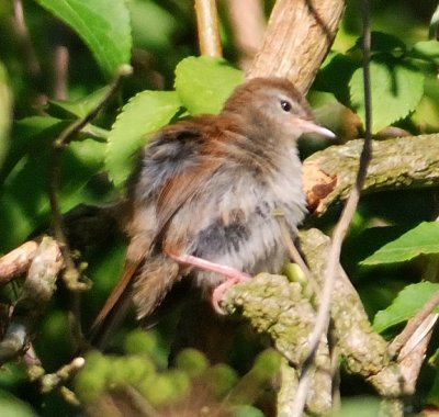 Cetti's Warbler 
