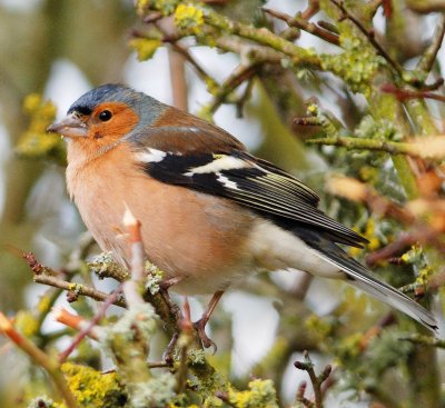 Chaffinch 