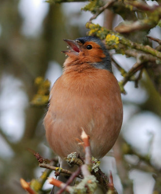 Chaffinch 