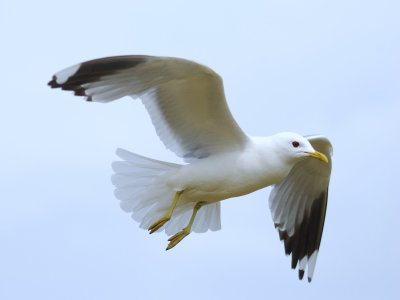 Common Gull 