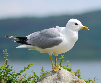 Common Gull 
