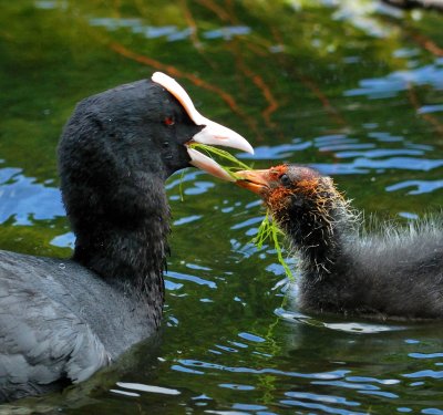 Coot 