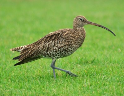 Curlew 