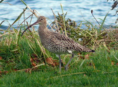 Curlew 
