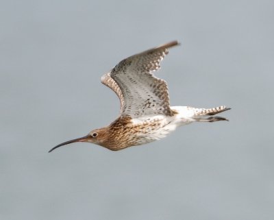 Curlew 