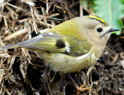 Goldcrest 