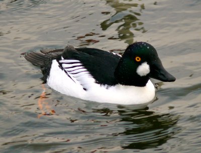 Goldeneye 