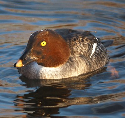 Goldeneye (female) 