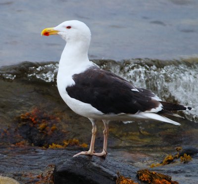 Great Black-Backed Gull