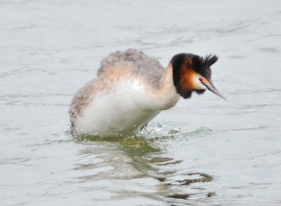 Great-crested Grebe