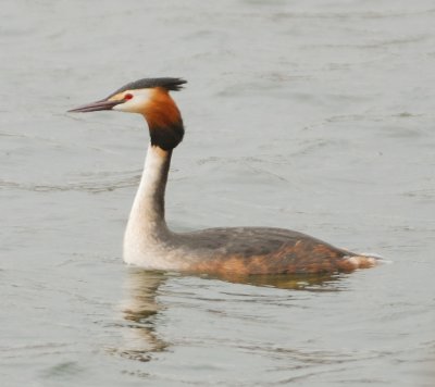 Great-crested Grebe 