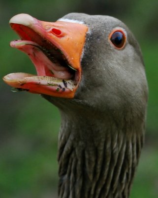 Greylag Goose 
