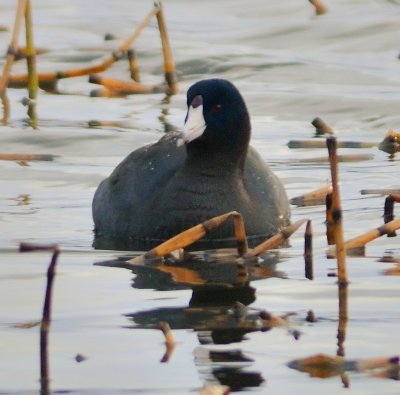American Coot 