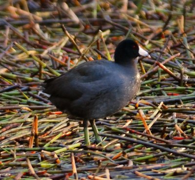 American Coot