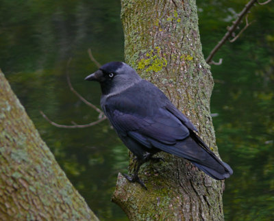 Jackdaw 