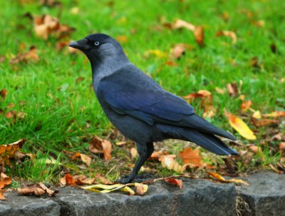 Jackdaw 