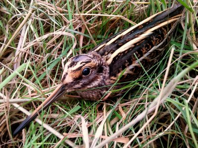 JACK SNIPE