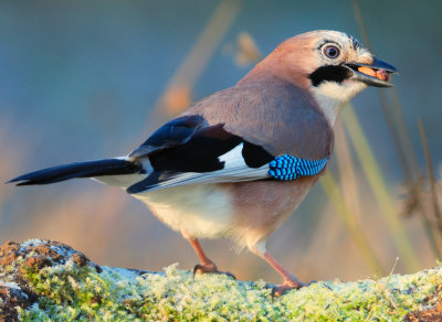 Jay 