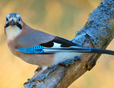 Jay 