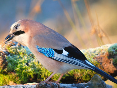 Jay 